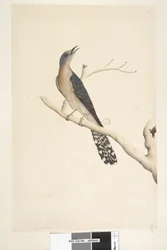Pagina 44. Cuculus. boven titel, in andere hand Ware grootte. in de linkerbovenhoek in derde hand B en linksonder Gaat met A d.w.z. f.45 Waaierstaart Koekoek Cacomantis pyrrhophanus, mannetje, 1791-92