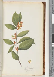 Persoonia / Schraderia ferruginea
