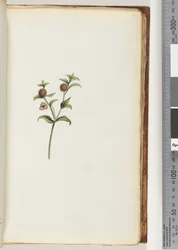 Pagina 47. Onbekende plant