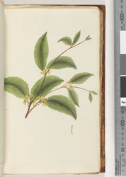 Pagina 48. Ongeïdentificeerde plant