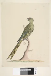 Pagina 50. Dit is een grondpapegaai die nooit, of slechts zeer zelden, in een boom gaat. Middenonder in een ander handschrift: Natuurlijke grootte. Grondpapegaai Pezoporus wallicus, 1791-92