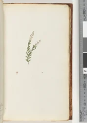 Ongeïdentificeerde plant