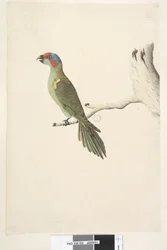 Pagina 52. Ware grootte Musk Lorikeet Glossopsitta concinna, 1791-92