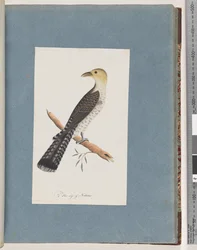 Pagina 52. Bleke Koekoek