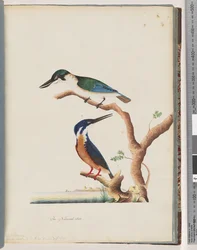 Heilige IJsvogel. Alcedo sacre. Azuren IJsvogel. 2, 3-tenige N. Holland IJsvogel