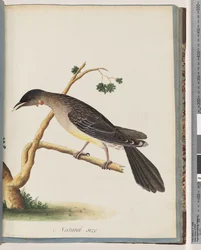 Pagina 55. Rode Wattlebird. Merops carunculatus