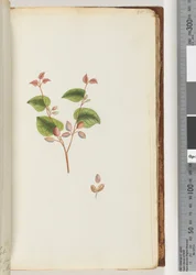 Pagina 55. Onbekende plant
