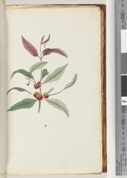 Pagina 56. Ongeïdentificeerde plant