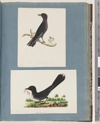 Ongeïdentificeerde vogel. Turdus