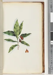 Pagina 58. Onbekende plant