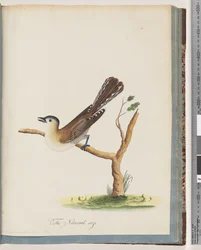 Pagina 60. Onbekende vogel. Turdus cyanocephalus. Blauwkoplijster
