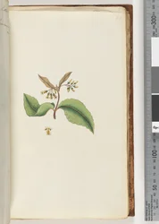 Pagina 60. Onbekende plant