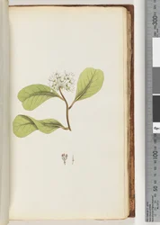 Pagina 61a. De Mangroveboom