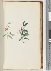 Pagina 62. Onbekende plant
