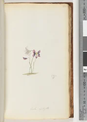 Pagina 66. Viola aphylla / Wilde viooltje