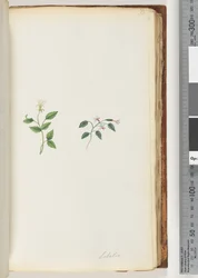 Lobelia
