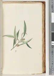 Pagina 75. Onbekende plant