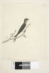 Pagina 76. Hirundo. onderaan in andere hand Januari Natuurlijke grootte Welkom Zwaluw Hirundo neoxena, 1791-92