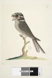 Pagina 79. Een jonge Musquito Hawk, natuurlijke grootte Owlet Nightjar Aegotheles cristatus, 1791-92
