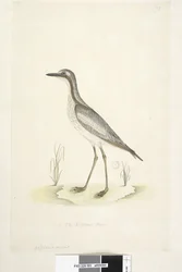 Pagina 85. Oedicnemus. onderaan in andere hand 1/2 van de natuurlijke grootte Zuidelijke Steen, Griel Burhinus magnirostris, 1791-92