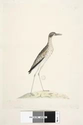 Een Nachtvogel. Oedicnemus