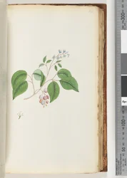 Pagina 87. Onbekende plant
