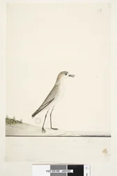 Pagina 88. Charadrius. onder kaderlijn in andere hand Deze vogel rent op de grond zoals de strandleeuwerik en is zeer algemeen op de stranden in verschillende delen van de haven. daaronder in derde hand Natuurlijke grootte Roodkapje Plevier Charadrius alex