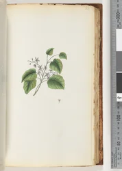 Pagina 88. Onbekende plant