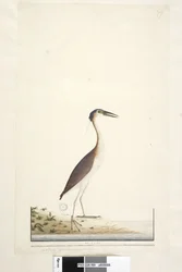 Pagina 89. Ardea ..?.. Nankeen Night, Reiger Nycticorax caledonicus, 1791-92