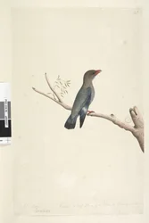 Pagina 8. Coraciae. Oktober. Gereduceerd tot de helft van de grootte van de vogel waar de tekening van is gemaakt Dollar, Vogel Eurystomus orientalis