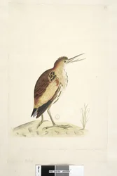Ardea