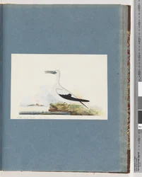 Pagina 91. Onbekende vogel. Pel. borssanus