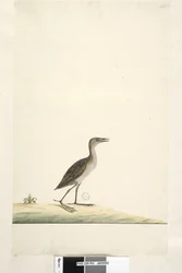 Pagina 93. Rallus. boven titel in andere hand Augustus. Ware grootte Moerasral Porzana pusilla, 1791-92