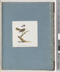 Ongeïdentificeerde vogel
