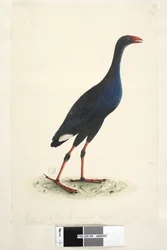 Oostelijke Moerashoen
