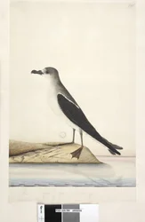 Vogel van Norfolk Island