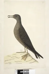 Vogel van Norfolk Island, algemeen bekend als de mutton bird, getekend op ware grootte Wedge, Tailed Shearwater Puffinis Pacificus, 1791-92