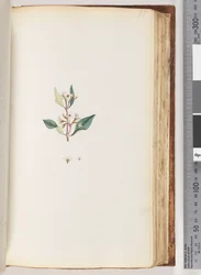 Pagina 97. Onbekende plant