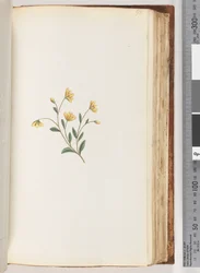 Pagina 98. Onbekende plant
