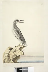 Jonge Rode Staart Tropicbird
