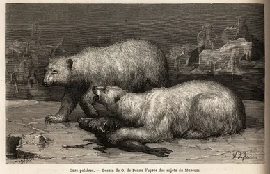 IJsberen op het pakijs, slaan een zeehond die ze net hebben gevangen. Gravure ter illustratie van de reis naar de vrije zee van de Noordpool, door dokter Hayes, chirurg van de Amerikaanse marine, in 1860-1862, gepubliceerd in 