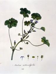 Viooltje: kruid waarvan de infusie een kalmerend effect heeft.