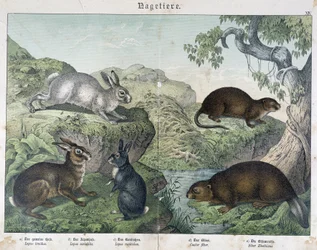 Konijn, bever - in "Natural History of Mammals", uitgegeven door Schreiber