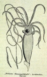 Representatie van een Architeuthis Harveyi, reuzeninktvis