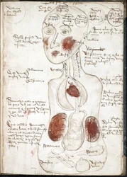 Voorstelling van een Aristoteliaanse Theorie van Bewustzijn (Uit: De corpore et anima) - Anoniem - 1497 - Aquarel op perkament - 22x15,8 - John Rylands University Library