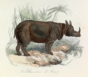 Aziatische neushoorn geclassificeerd door Linneene nomenclatuur  Cuvier (gravure)