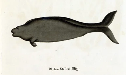 Rhytina Stelleri ook wel zeekoe van Steller genoemd, exemplaar verdwenen in de 18e eeuw.