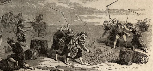 Rijstteelt: laatste stap, met behulp van de bloem en molen worden de rijstkorrels gescheiden van hun stengel en schil, en vervolgens zorgvuldig opgeslagen in gevlochten strodozen. Gravure ter illustratie van de reis naar Japan in 1863-1864, door Aime Humb
