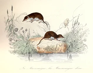 Spitsmuis en waterspitsmuis ingedeeld volgens de nomenclatuur van Linneene en Cuvier (gravure)