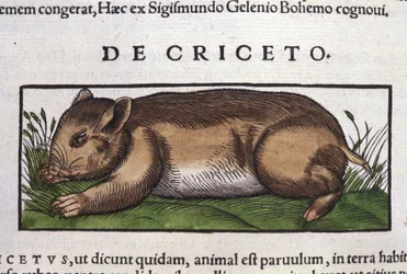 De hamster in Historia Animalium door Conrad Gesner (1516 - 1565), Tiguri